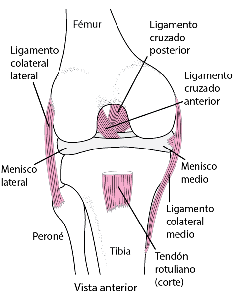 Vista interior de una rodilla